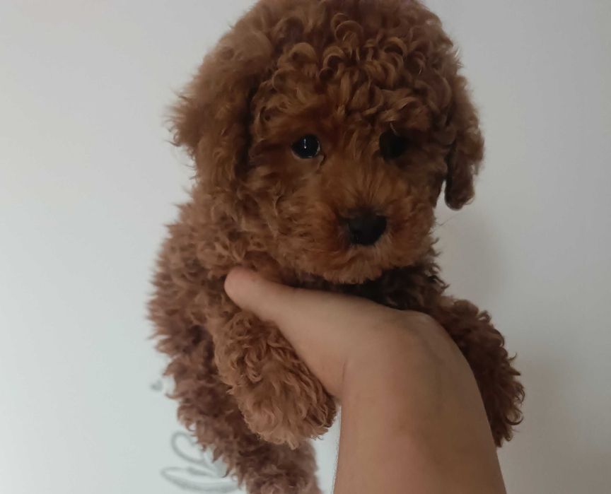 Maltipoo F1 śliczna suczka