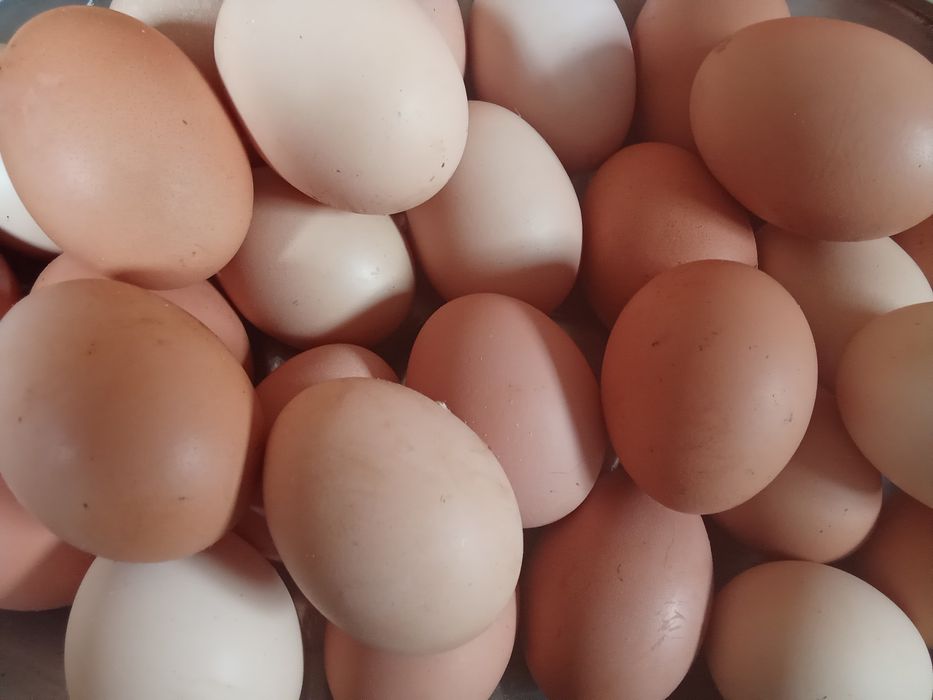 Ovos caseiros Portimão