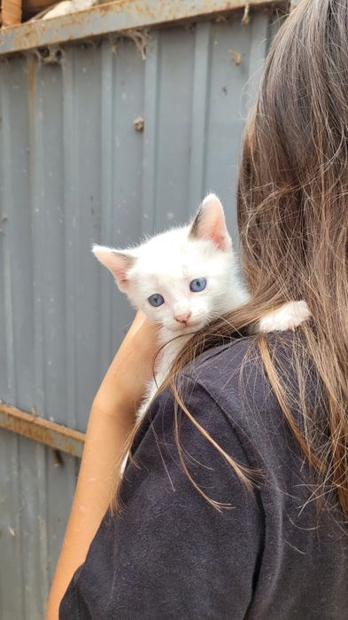 Gatos bebes para dar