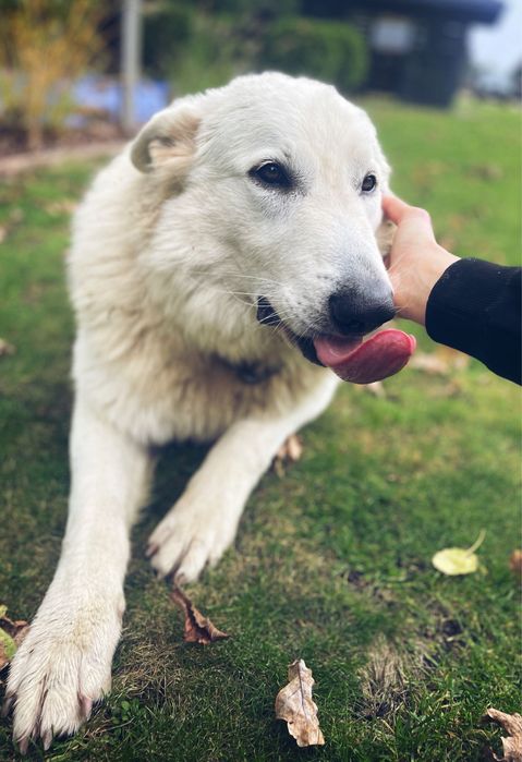 pies owczarek szwajcarki adopcja