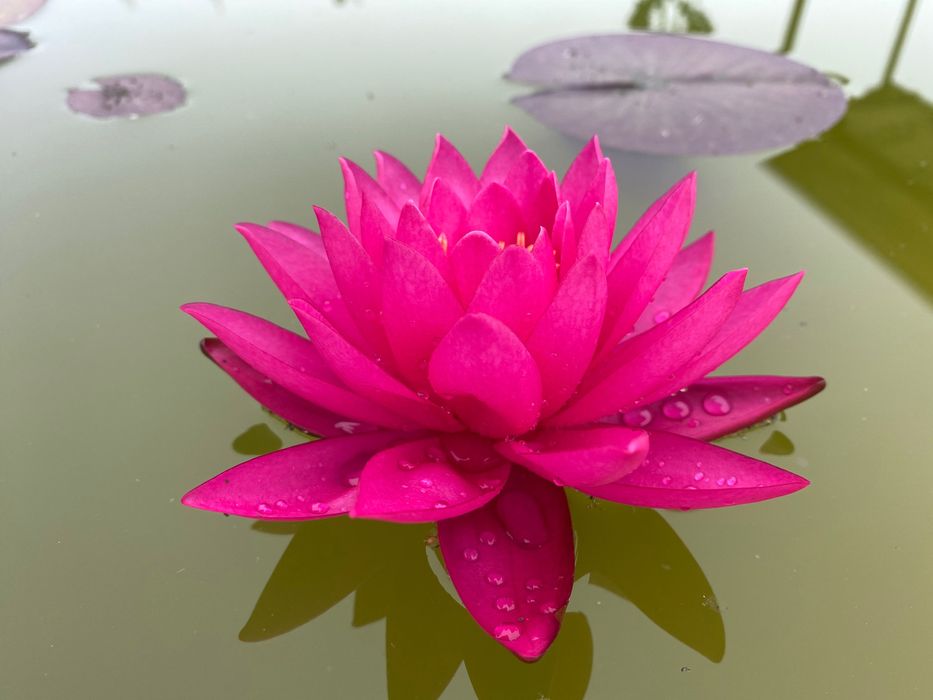 Водяная Лилия ( нимфея) Tan Khwan