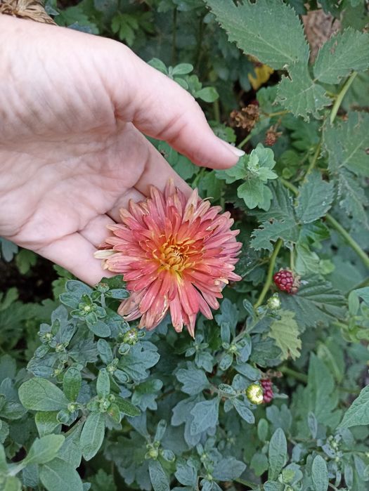 Літні хризантеми