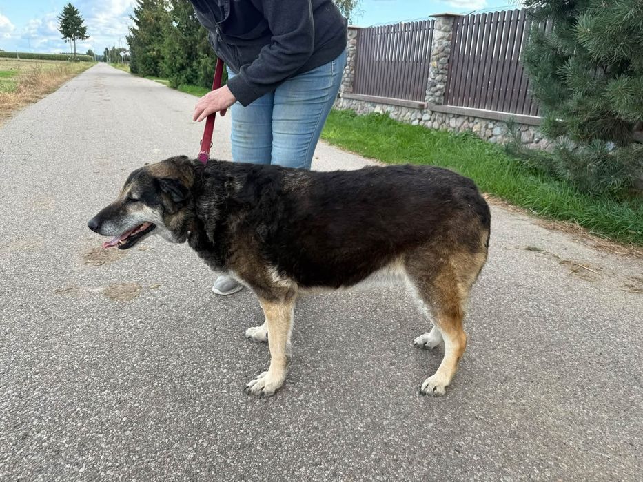 Kochana usia do adopcji