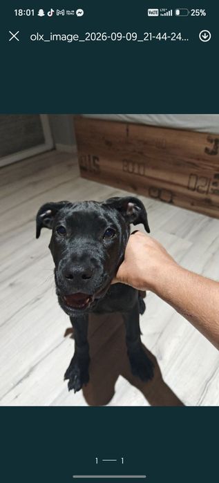 Amstaff szczeniak