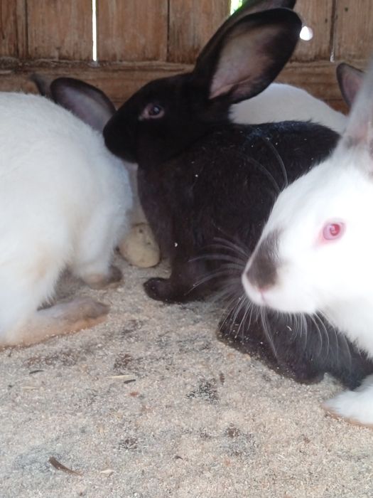 Продам кролей на развод/на м'ясо.