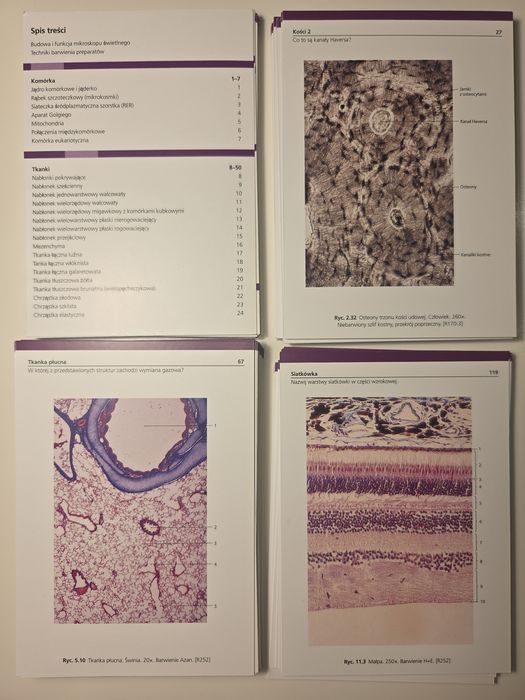 Sobotta Flashcards - histologia