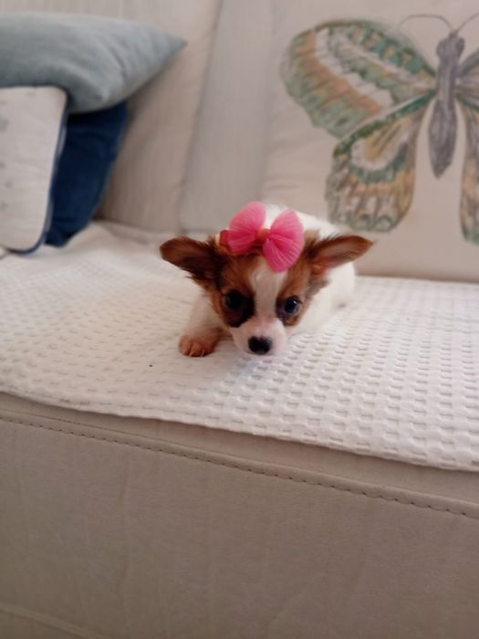 Chihuahua Pelo Longo