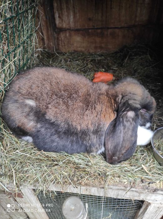 Samica  baran francuski