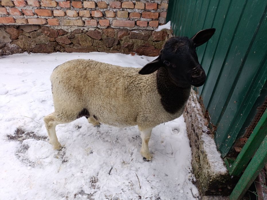 Ягня баран 3 місяці