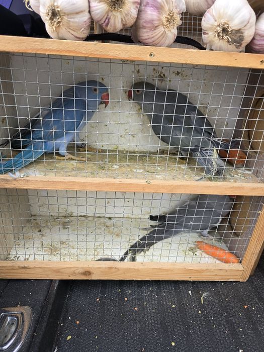 Aleksandretty obrożne