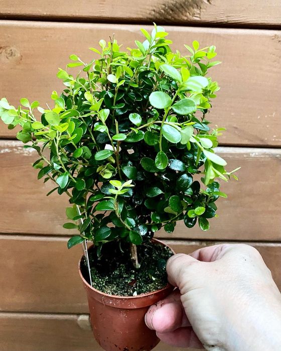 Мирт. Доставка по Україні.