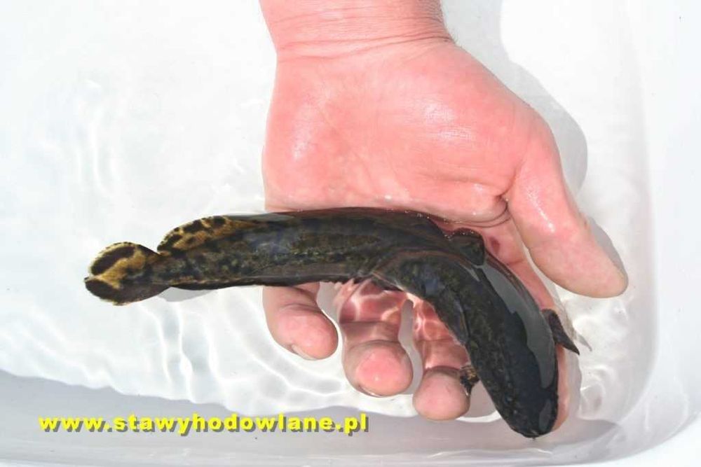 AMUR 10cm..Tołpyga lin karp karaś jesiotr miętus pstrąg sandacz węgorz
