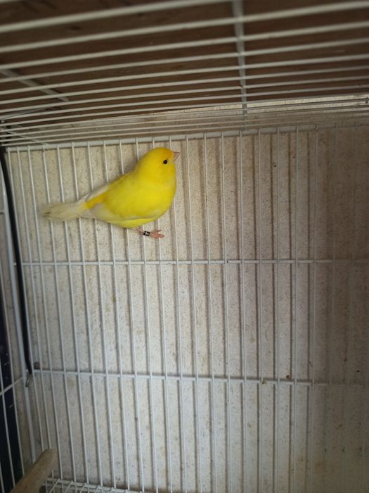 Canário amarelo ...