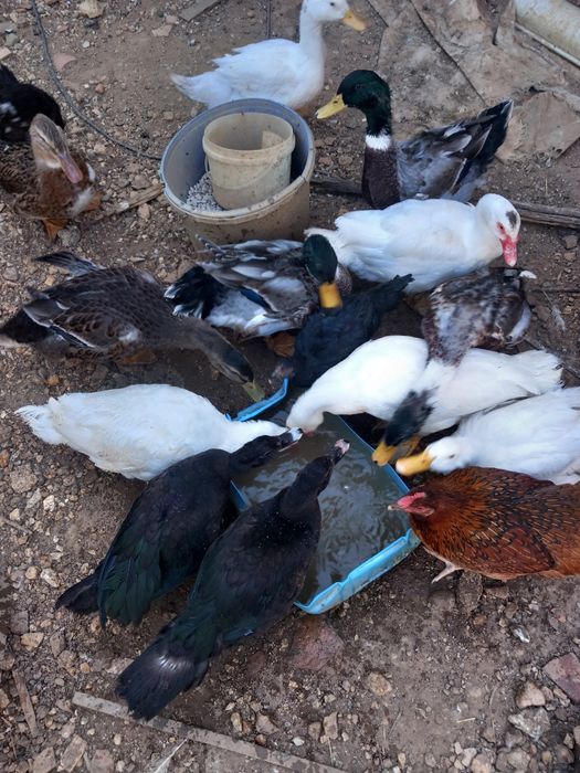Vendo patos de Rouen