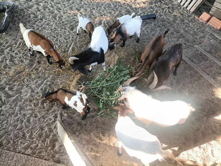 Vende-se cabras anãs