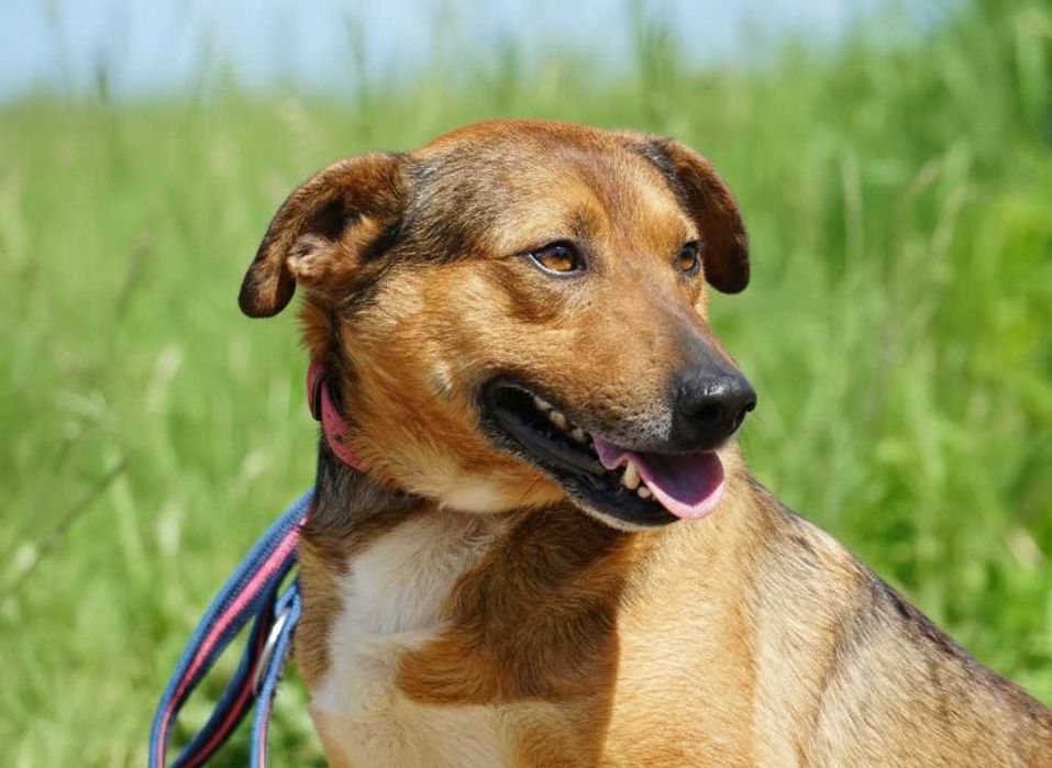 MATI - uroczy psiak prosi o dom