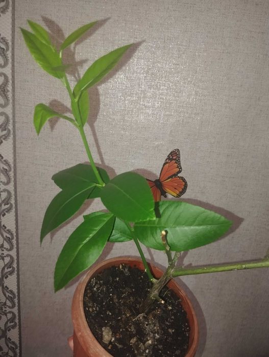 Лимон Новогрузинский