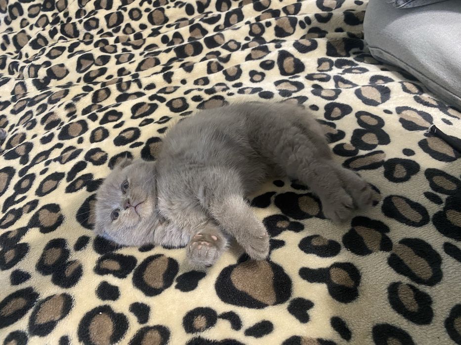 Продам шотландських кошенят