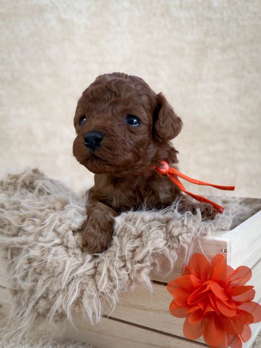 Pudelek toy - piesek, badania genetyczne