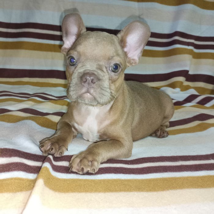 Французские милахи