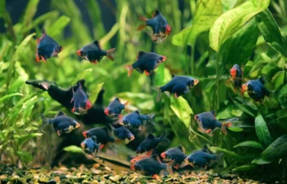 Brzanka sumatrzańska zielona - Brzanka mszysta - Brzanka zielona