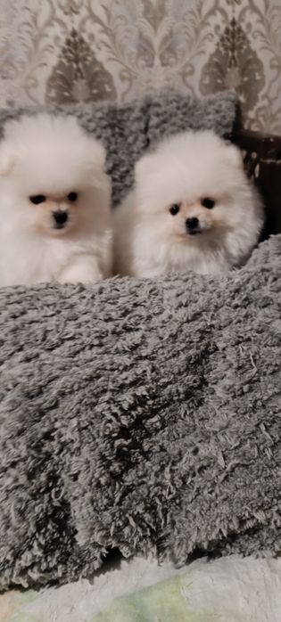 Цуценята породи померанський шпіц