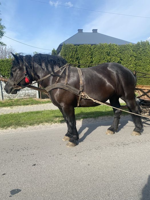 Sprzedam klacz zimnokrwistą