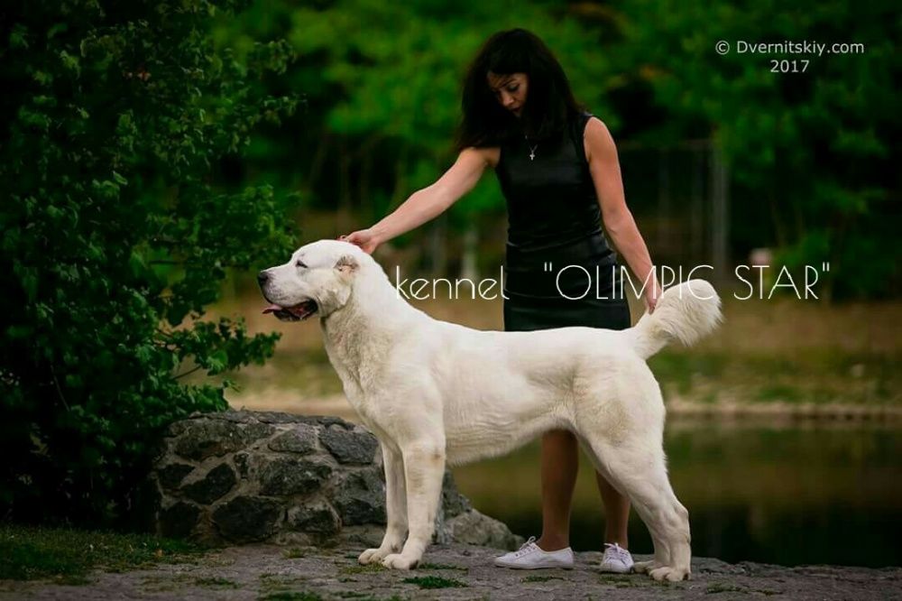 Щенки среднеазиатской овчарки, сао ,питомник алабаев