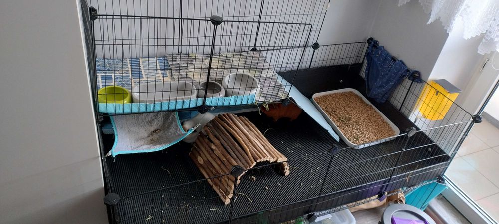 Świnki morskie oddam