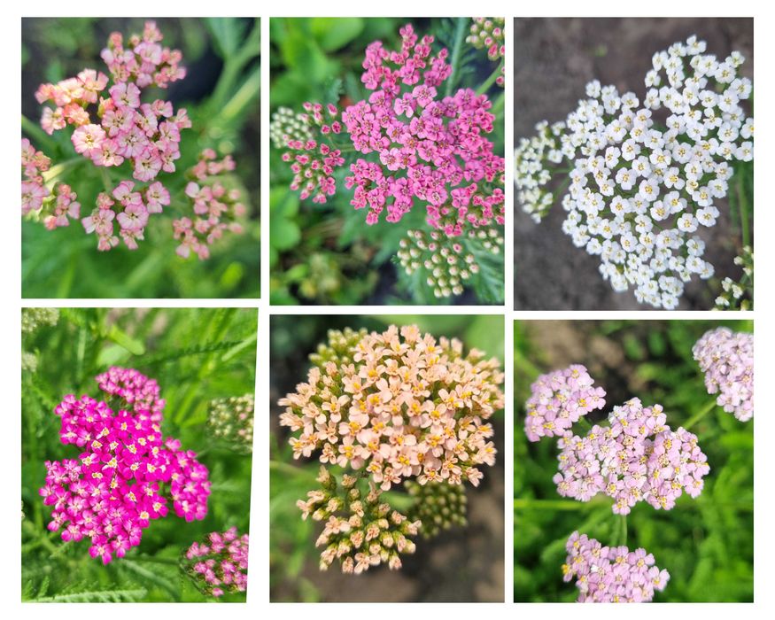 Саженцы цветов трав квіти любисток хоста флокс деревій