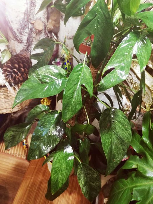 Epipremnum Pinnatum Baltic Blue Mint Variegata Monstera Philodendron