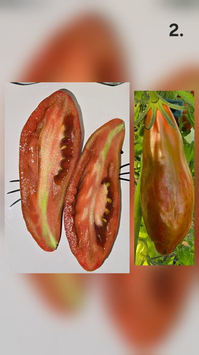 Kolekcjonerskie nasiona pomidorów