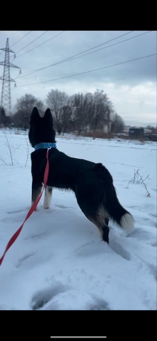 Шукаю дім песику безкоштовно