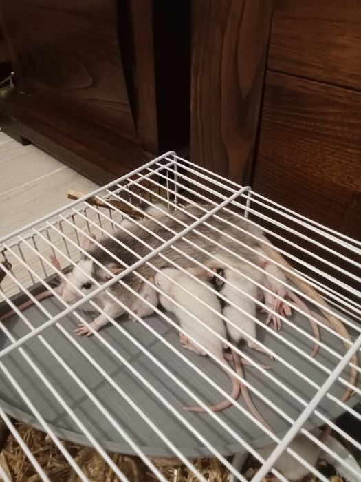 Roedores ratinhos Twister