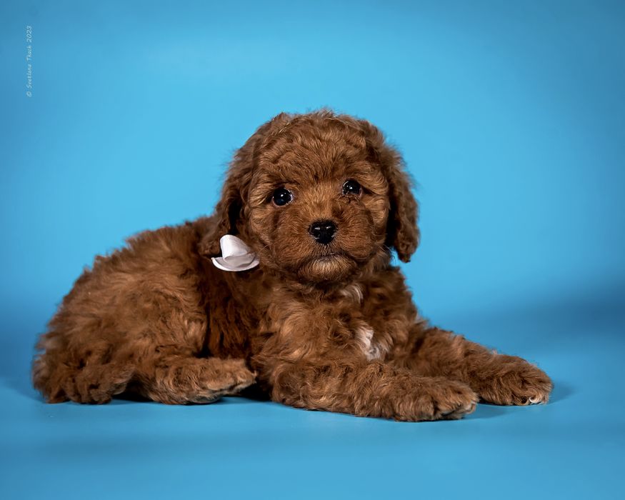 Хлопчик той пуделя КСУ