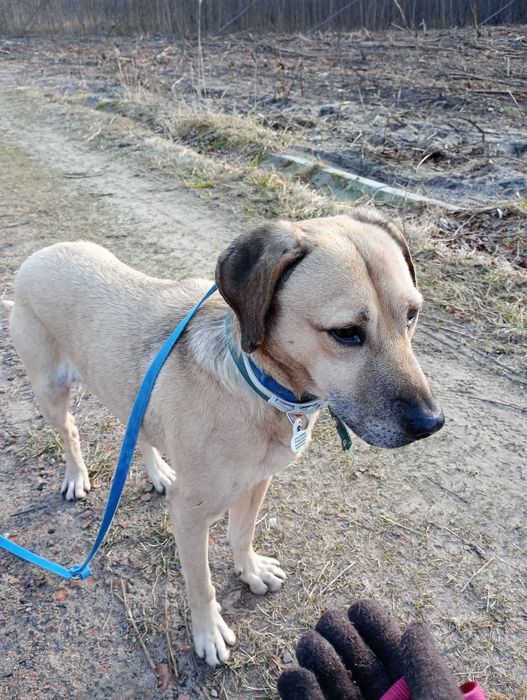 Meesi piesek ze schroniska w Rybniku