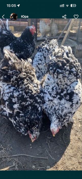 Півні кохінхін мраморний