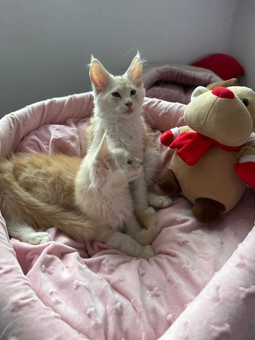 Maine coon fpl wyjątkowe umaszczenie kremowe ze srebrem