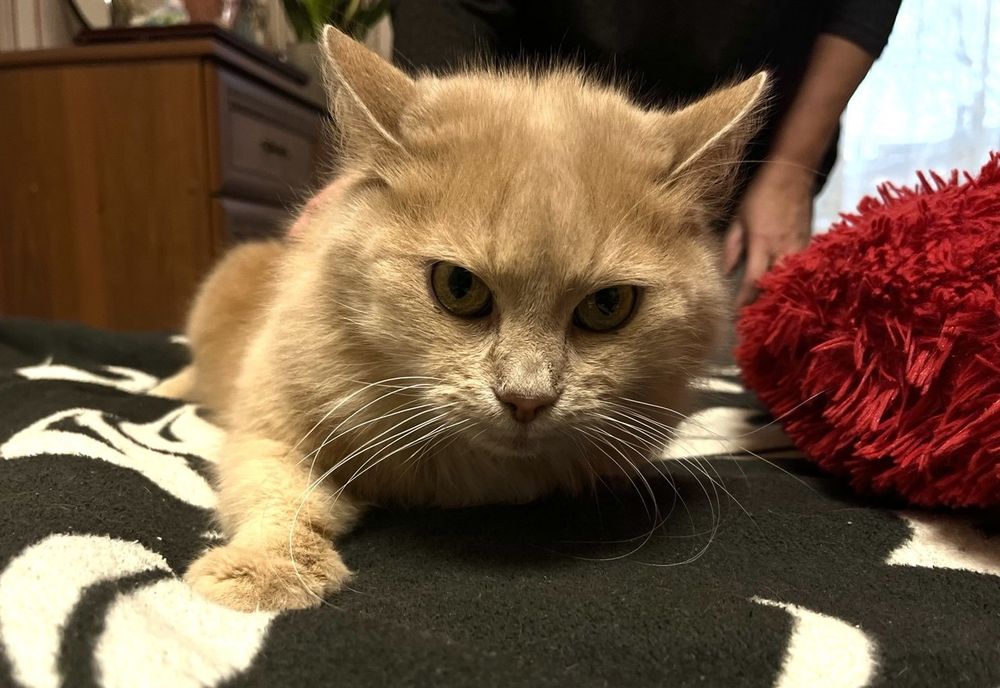 Шукаємо люблячі руки для нашої кішечки