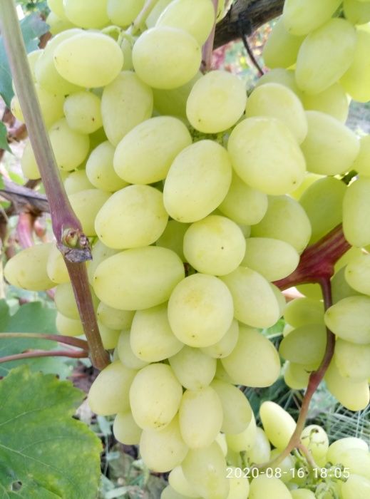 Саджанці винограду ( саженцы винограда ) .Кращі сорти ! Висока якість!