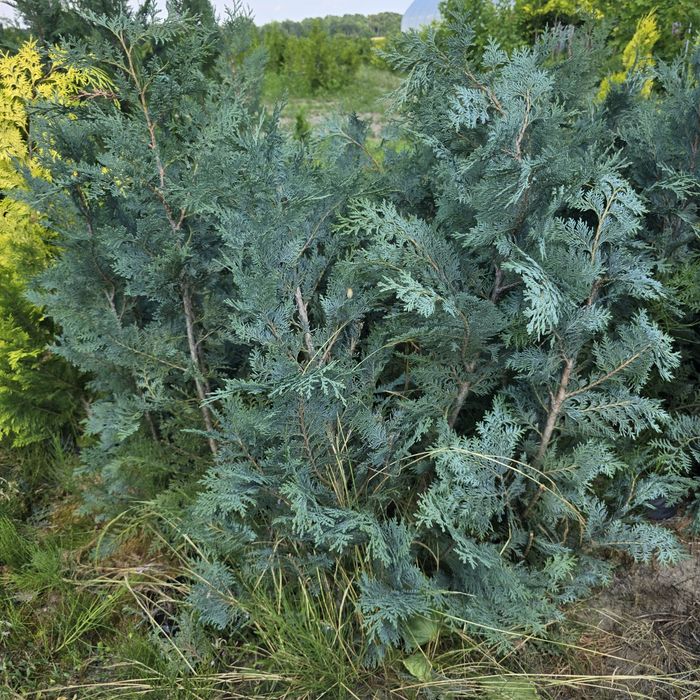 Cyprys niebieski lawsona 80-120 cm wyprzedaż