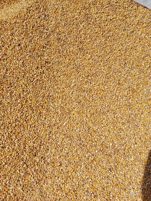 Продаю зерно пшениці ячмень