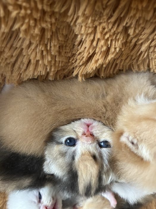 Продаются котята экзоты