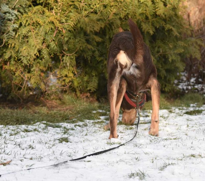 Mijają kolejne lata samotności tej kochanej psinki..