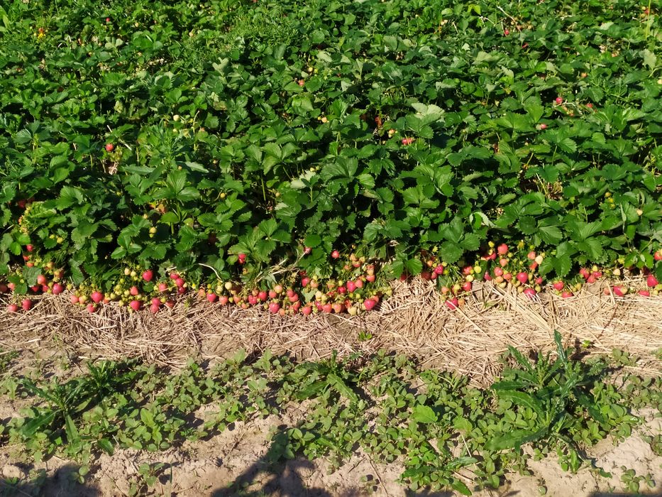 Саджанці полуниці