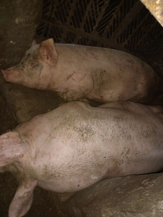 Продам домашніх свиней