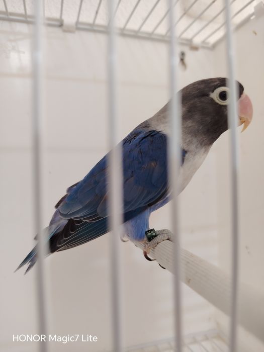 Agapórnis personatus