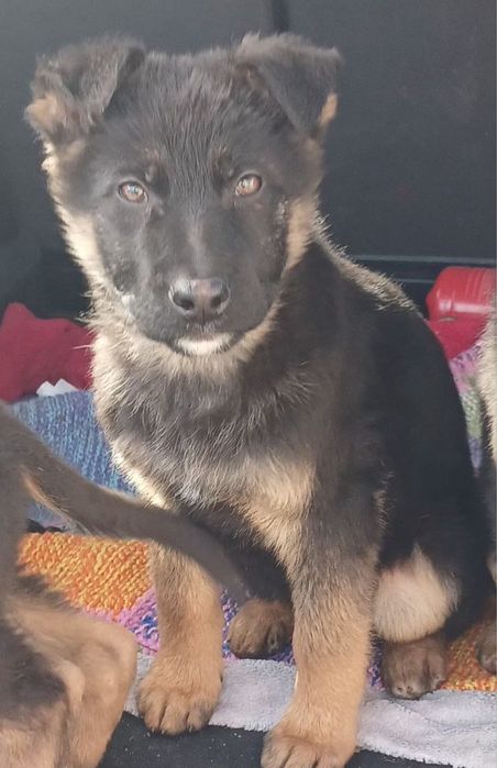 Німецька Вівчарка цуценя