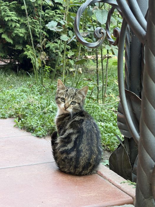 Віддам котиків у гарні руки