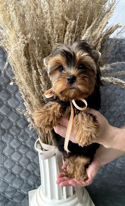 Йорки неймовірні